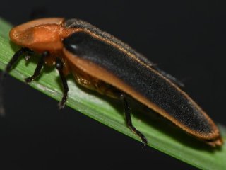 Pyrocoelia analis из Тунчана, Хайнань, Китай. Фото: Chengqi Zhu