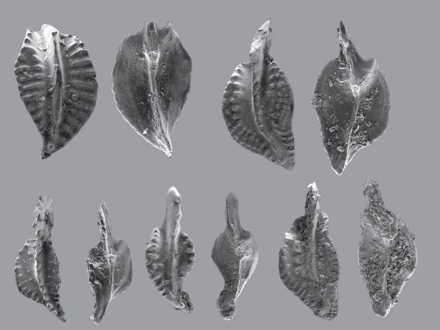 Конодонты Polygnathus ovaliformis Izokh, sp. nov. Размер одного ископаемого не превышает 1,7 мм в длину и 0,8 мм в ширину. Источник фото: Н.Г. Изох