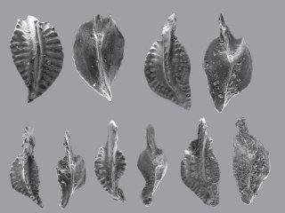 Конодонты Polygnathus ovaliformis Izokh, sp. nov. Размер одного ископаемого не превышает 1,7 мм в длину и 0,8 мм в ширину. Источник фото: Н.Г. Изох