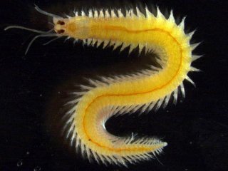 Морской щетинохвост Platynereis dumerilii. Изображение взрослой самки. Фото: Florian Raible / University of Vienna