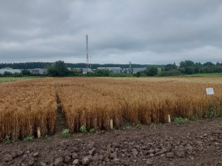 Пшеница орловской селекции. Фото: Е.В. Журавлева