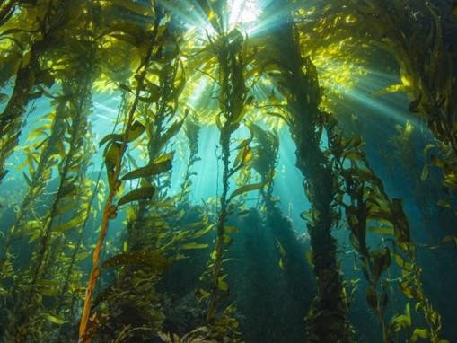 Снижение прозрачности воды является серьёзной проблемой для прибрежных экосистем. Фото: UC Santa Barbara / François Thoral
