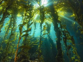 Снижение прозрачности воды является серьёзной проблемой для прибрежных экосистем. Фото: UC Santa Barbara / François Thoral