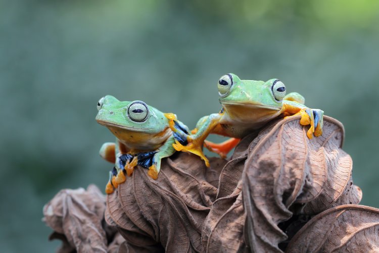 Как животные чувствуют температуру окружающей среды? Фото: kuritafsheen77 / Freepik.com