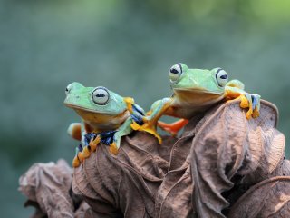 Как животные чувствуют температуру окружающей среды? Фото: kuritafsheen77 / Freepik.com