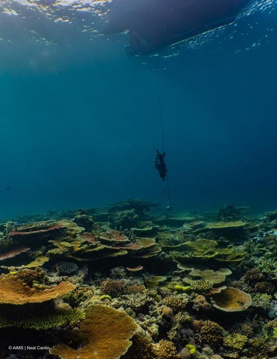 Отбор проб морской воды на Большом Барьерном рифе. Фото: © AIMS | Neal Cantin