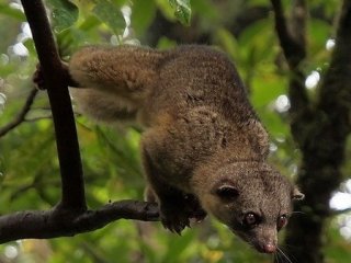 В Эквадоре случайно открыт новый вид млекопитающего