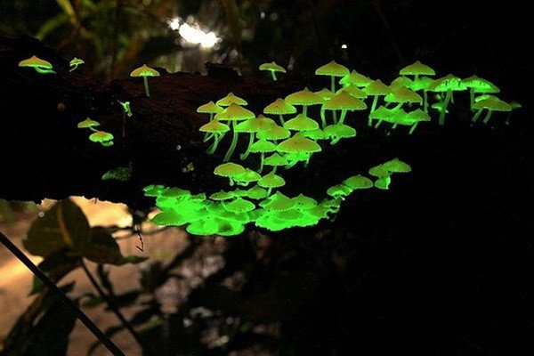 Необычный гриб светится, чтобы приманивать насекомых
