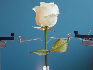 Электрифицированная роза