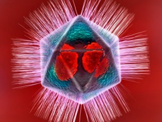 Обнаружен вирус с собственной «иммунной системой»