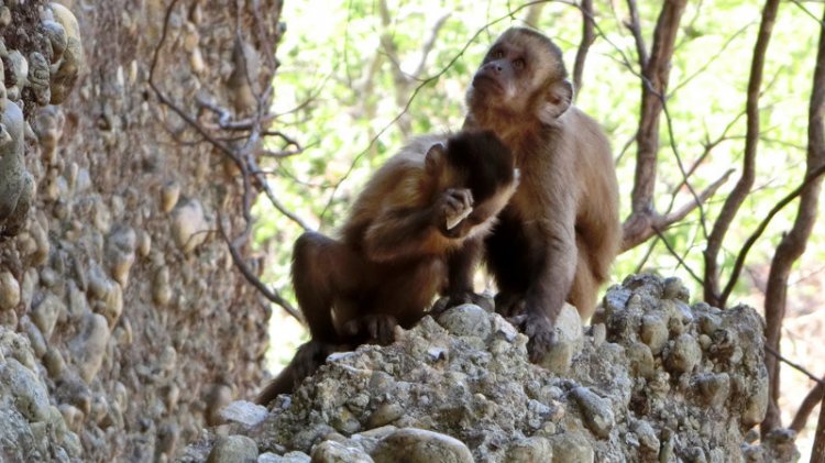 Бразильские обезьяны оказались способны изготавливать каменные орудия