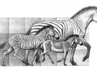 Эволюция лошадей показывает причины их изменений