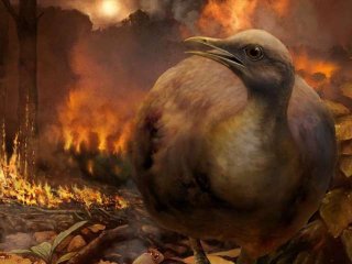 66 миллионов лет назад вместе с динозаврами исчезли и древние древесные птицы