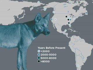 Первые собаки в Америке прибыли из Сибири и исчезли после европейской колонизации