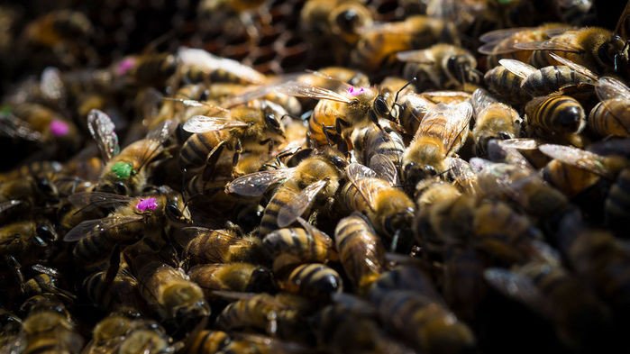 Самый популярный гербицид для борьбы с сорняками может нанести вред пчелам во всем мире