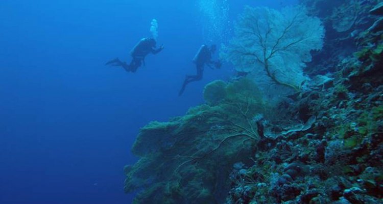 Ученые обнаружили около 200 видов глубоководных кораллов Большого Барьерного рифа