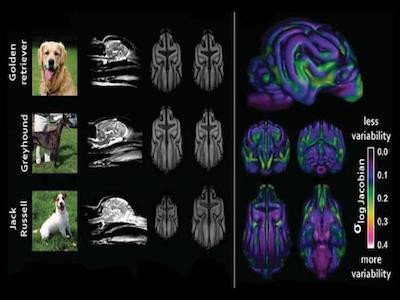 Исследование: как различается структура мозга у собак разных пород