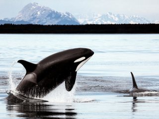 Потеря генов могла помочь предкам китов приспособиться к жизни в море
