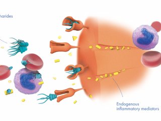 Принцип действия гемосорбента Эфферон ЛПС. Рисунок предоставлен пресс-службой МГУ им. М. В. Ломоносова