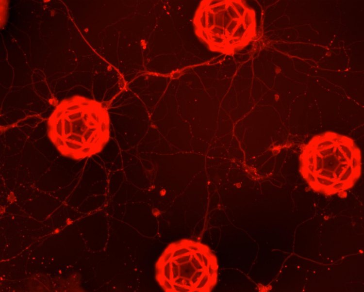 Ученые создали сети нейронов с помощью 3D-печати