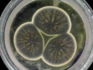 Британские ученые секвенировали геном первой плесени, из который был выделен пенициллин