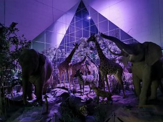 Ночь в Дарвиновском музее
