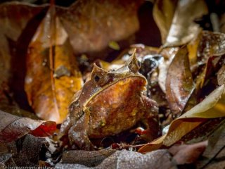 Длинноносые рогатые лягушки прячутся от хищников среди опавших листьев