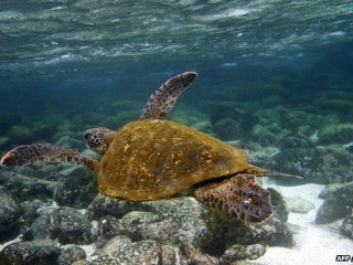 Галапагосские черепахи