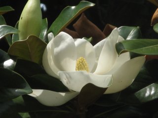 В Никитском саду – пик цветения магнолии крупноцветковой…