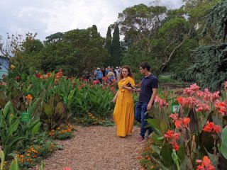 Выставка канн в Никитском саду – на пике цветения