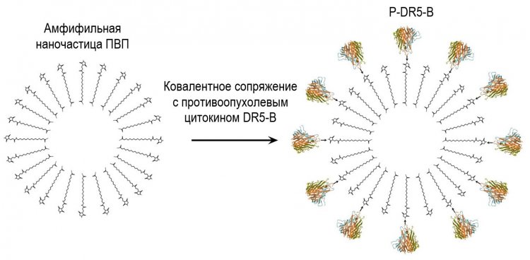Схематическое изображение частиц P-DR5-B. Исходное изображение: Pharmaceutics/MDPI, Creative commons