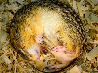 Микробы помогают впадающим в спячку животным перерабатывать питательные вещества