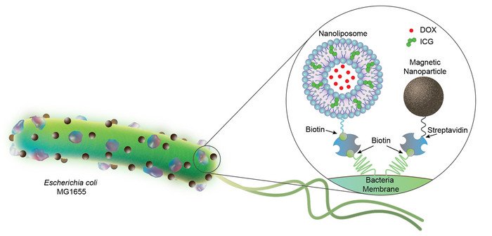Созданы биогибридные микророботы на основе бактерий для борьбы с раком