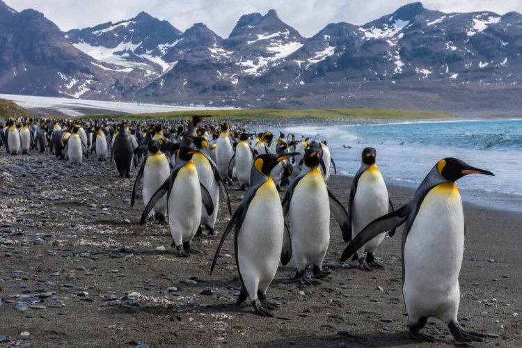Императорский пингвин. Источник: Getty Images, Nacked Science