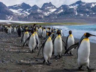 Императорский пингвин. Источник: Getty Images, Nacked Science