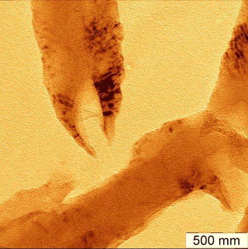 Виды концов многослойных углеродных нанотрубок. Сканирующая электронная микроскопия