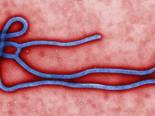 Вспышка лихорадки Эбола на западе Африки признана самой тяжелой со времени открытия вируса