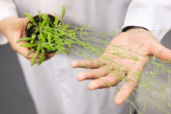 Растительные хлоропласты могут помочь в лечении болезни Хантингтона