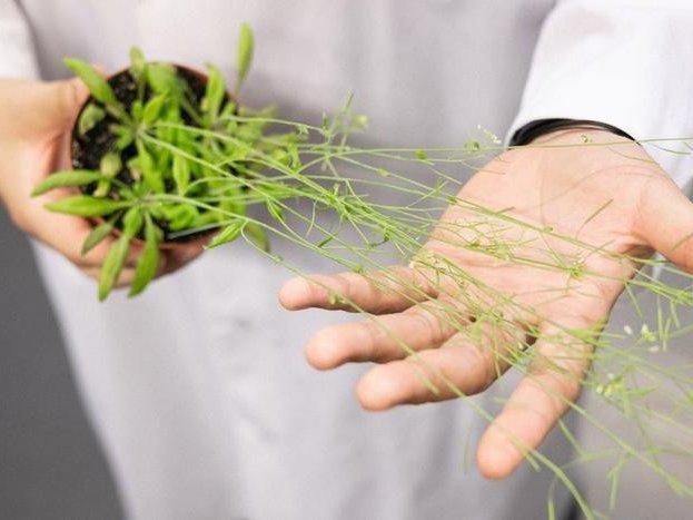 Растительные хлоропласты могут помочь в лечении болезни Хантингтона