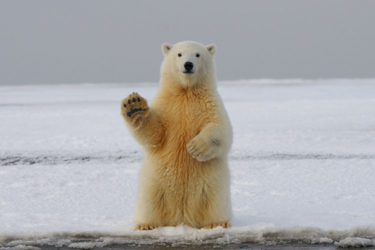 Медведь. Источник: Hans-Jurgen Mager / Фотобанк Unsplash 