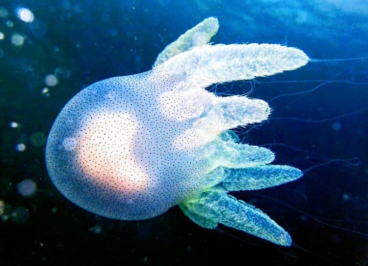 Яд медузы Acromitus flagellatus проявляет активность против клеток рака. Фото: © Gomen See / Monaco Nature Encylopedia