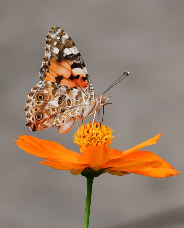 Первые бабочки появились в Северной Америке