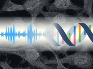 Фундаментальная взаимосвязь между жизнью и звуком. Фото: KyotoU / Kumeta lab