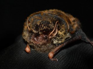 «Южный» бронзовый нетопырь, Arielulus circumdatus, с Далатского плато. Фото А.П. Юзефовича