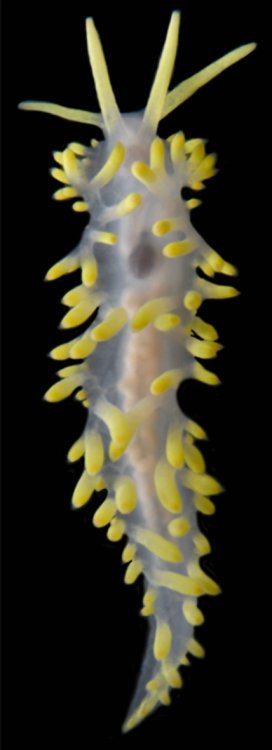 Hantazuia yugoikedai. Фото: Зоологический музей МГУ