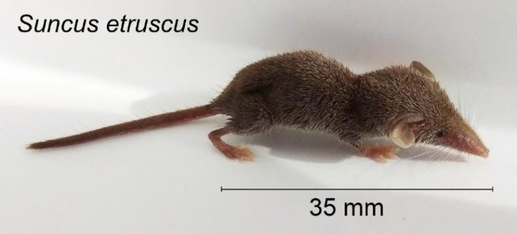 Карликовая многозубка Suncus etruscus Savi, 1822. Фото С.В. Павловой