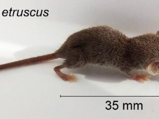 Карликовая многозубка Suncus etruscus Savi, 1822. Фото С.В. Павловой
