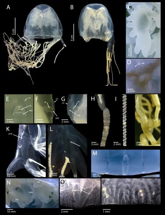Композиция из подробного морфологического анализа C. blakangmati. Фото: Iesa et al. / Tohoku University