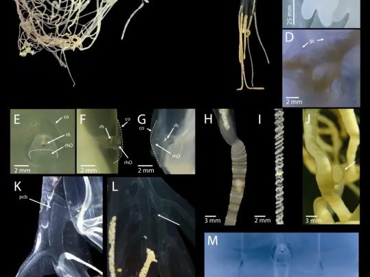 Композиция из подробного морфологического анализа C. blakangmati. Фото: Iesa et al. / Tohoku University