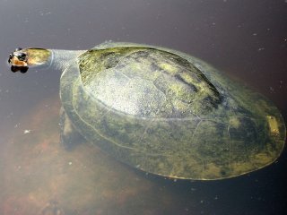 О чем говорят черепахи